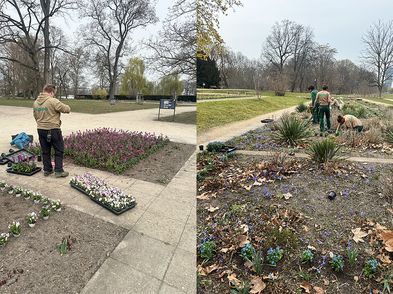 Sommerblumengarten im Treptower Park bepflanzt
