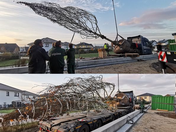 8 Tonnen schwere Platane in Ludwigsfelde gepflanzt