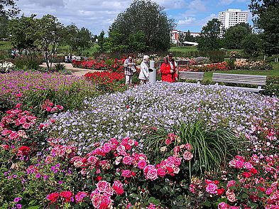 Rosengarten in voller Blüte