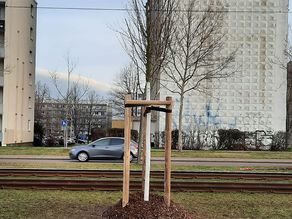 Baumersatzpflanzungen in der Stadt Halle