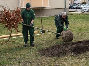 Baum wird gesetzt