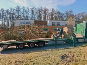 Tieflader - Großbaumpflanzung in Rostock