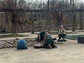 Sommerblumengarten im Treptower Park bepflanzt