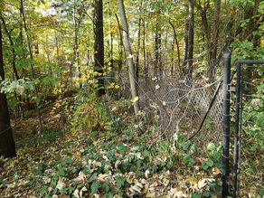 Trasse zum See vorher Trasse zum See vorher