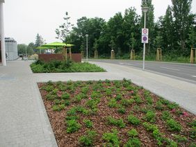 Begrünung Wohn- und Geschäftshaus in Cottbus