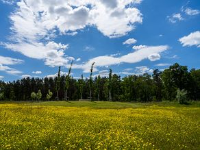 Öffentlicher Park Versickerungsbecken