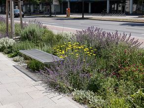 Bepflanzung Beet entlang der Potsdamer Straße