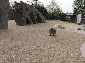 ZOO Halle - Bergterrassen - Spielfläche mit Wackeltier