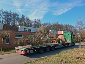 Großbaumpflanzung in Rostock