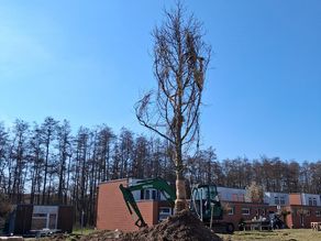 gestellt - Großbaumpflanzung in Rostock