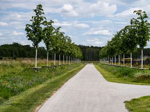 Lindenallee Öffentlicher Park