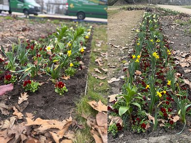 Sommerblumengarten im Treptower Park bepflanzt