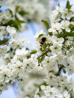 Detailaufnahme Blüte