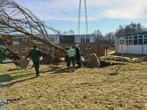 Pflanzung - Großbaumpflanzung in Rostock
