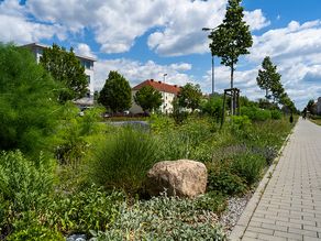 Straßenbegleitgrün kann auch schön sein