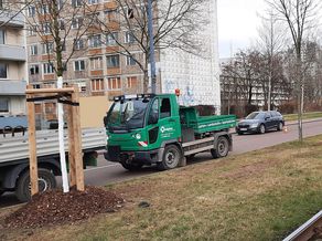 Baumersatzpflanzungen in der Stadt Halle