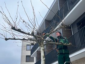 Pflege und Schnitt der Dachplatane