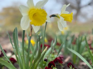 Sommerblumengarten im Treptower Park bepflanzt