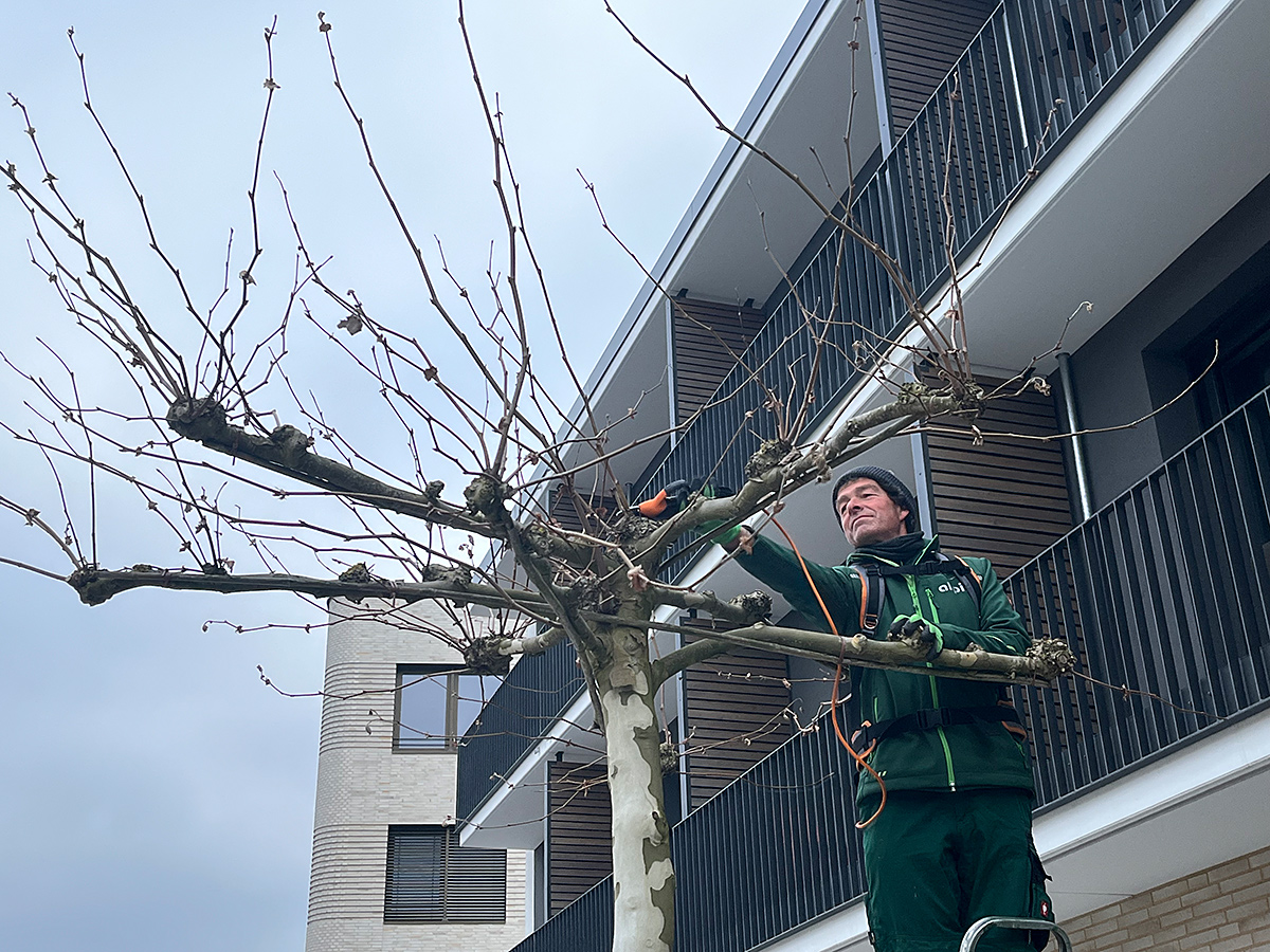 Pflege und Schnitt der Dachplatane