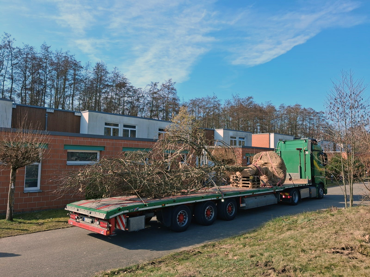 Großbaumpflanzung in Rostock